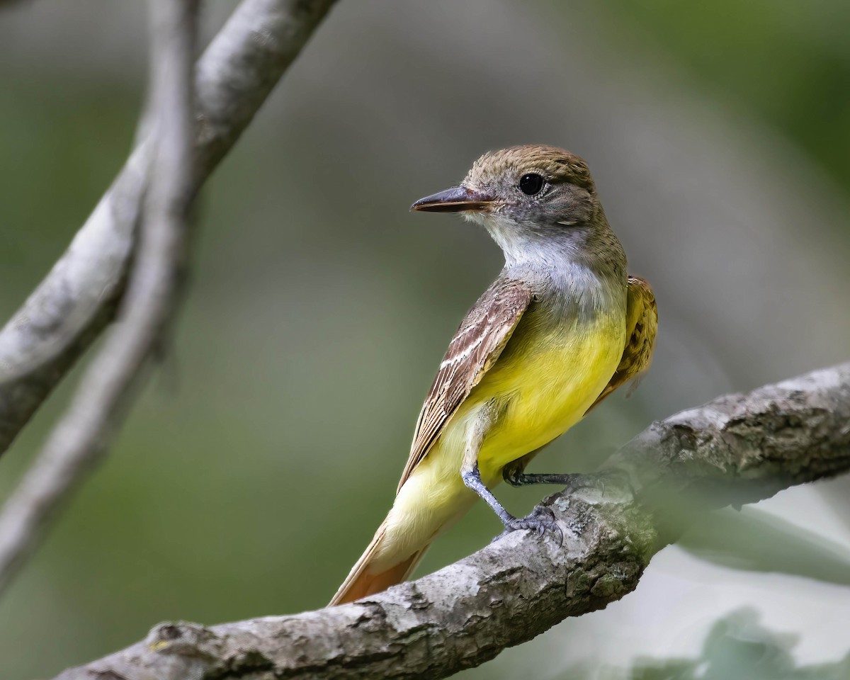 Great Crested Flycatcher - ML621171348