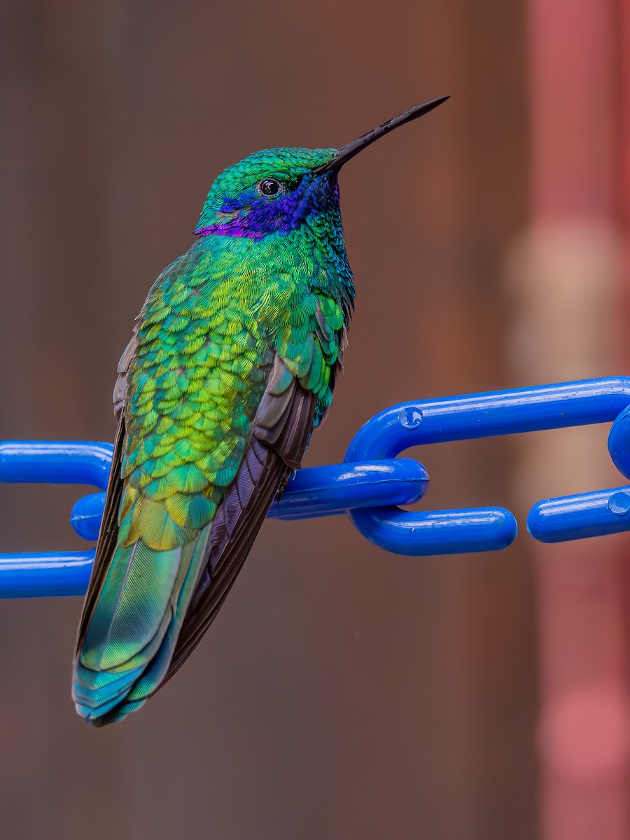 kolibřík modrouchý - ML621171358