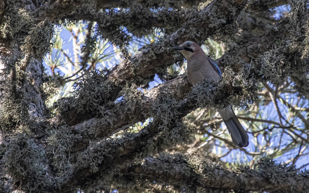 Eurasian Jay - ML621171360