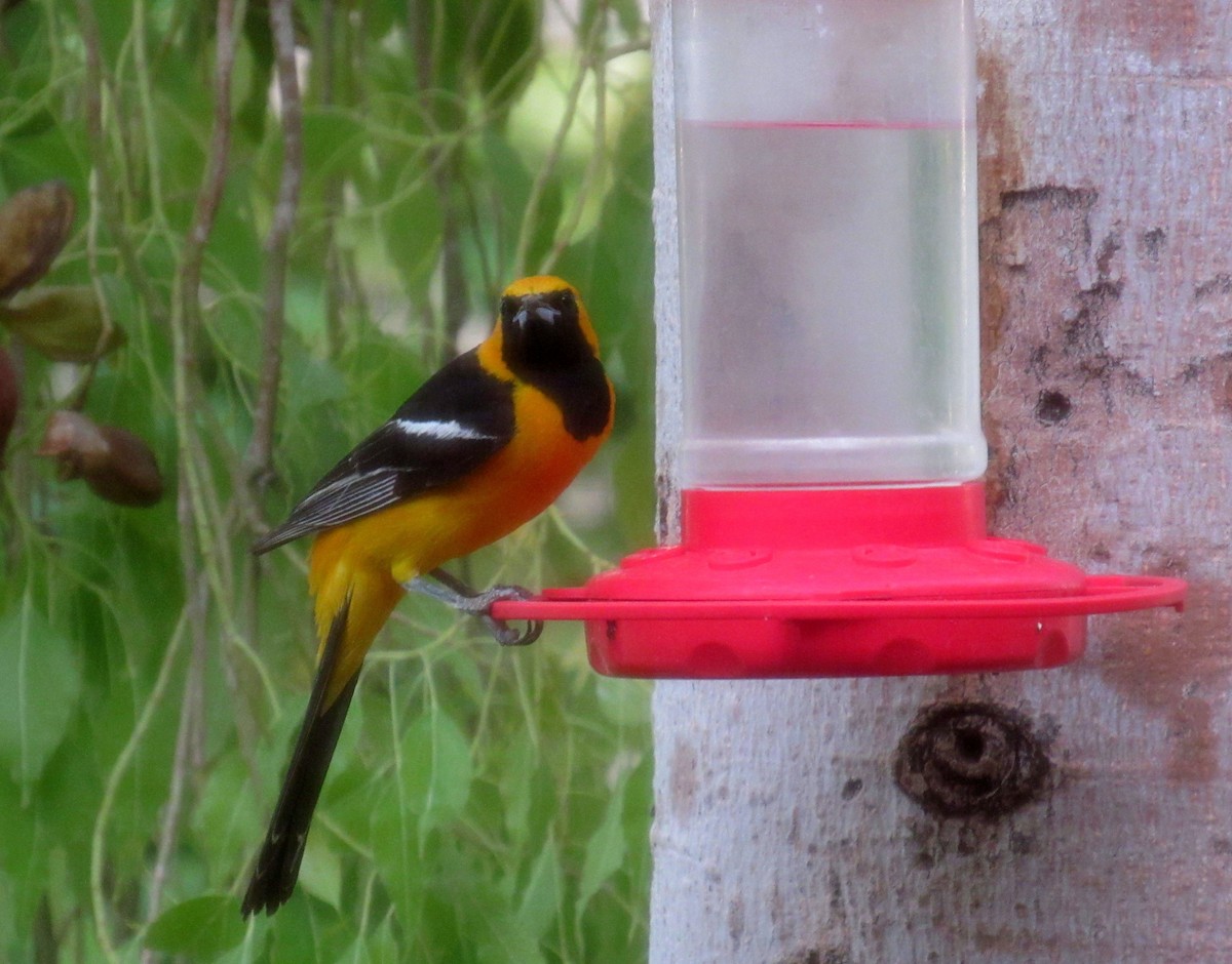 Hooded Oriole - ML621171384