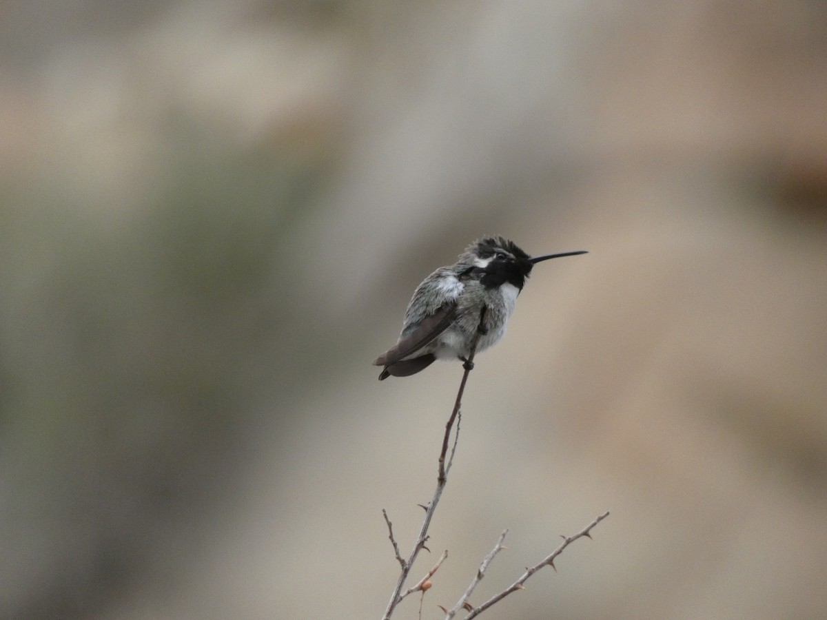 Costa's Hummingbird - ML621171408