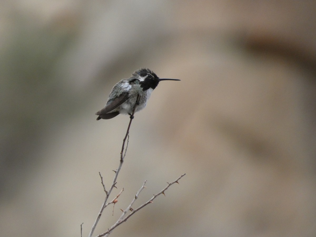 Costa's Hummingbird - ML621171409