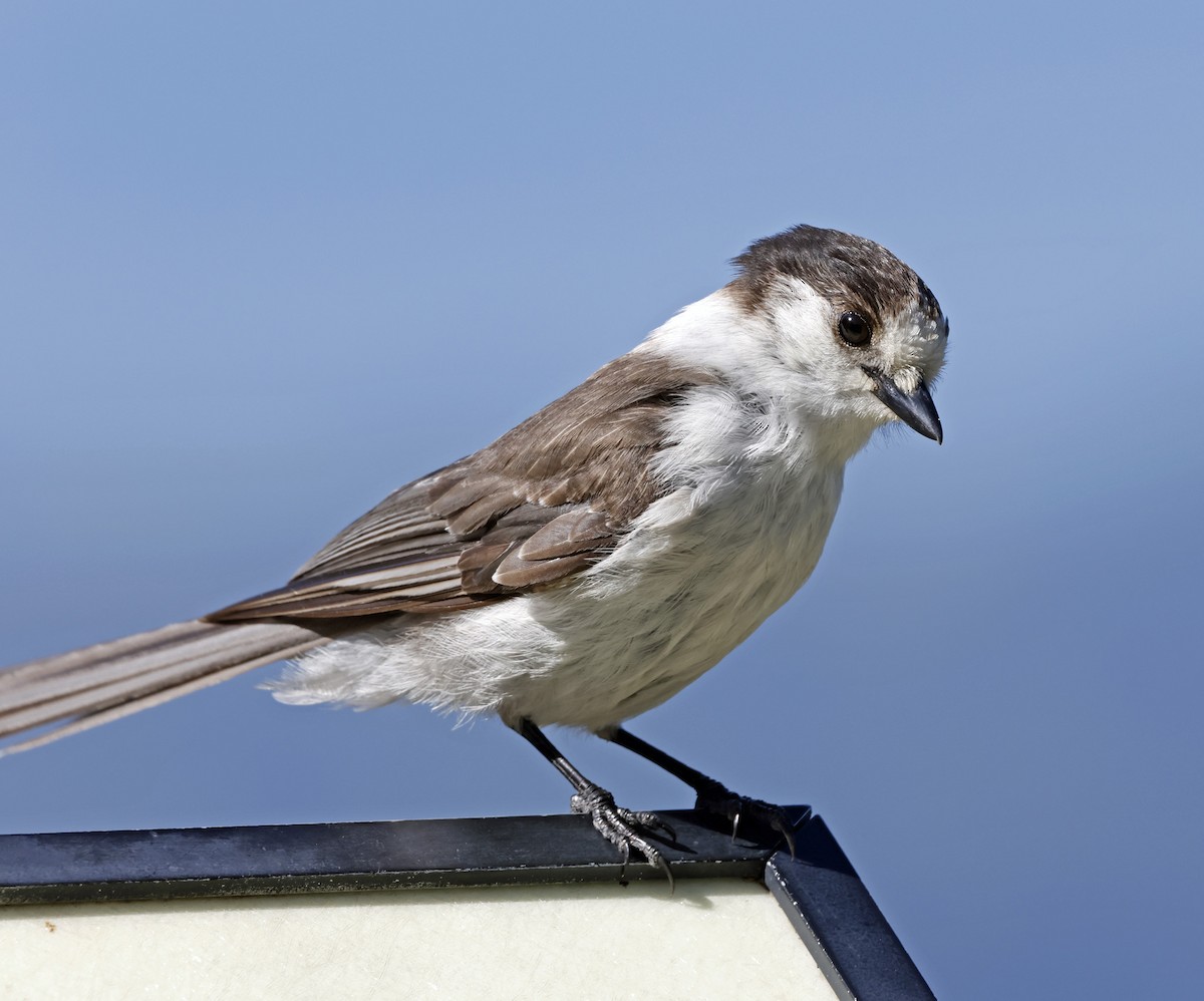 Canada Jay (Pacific) - ML621171413