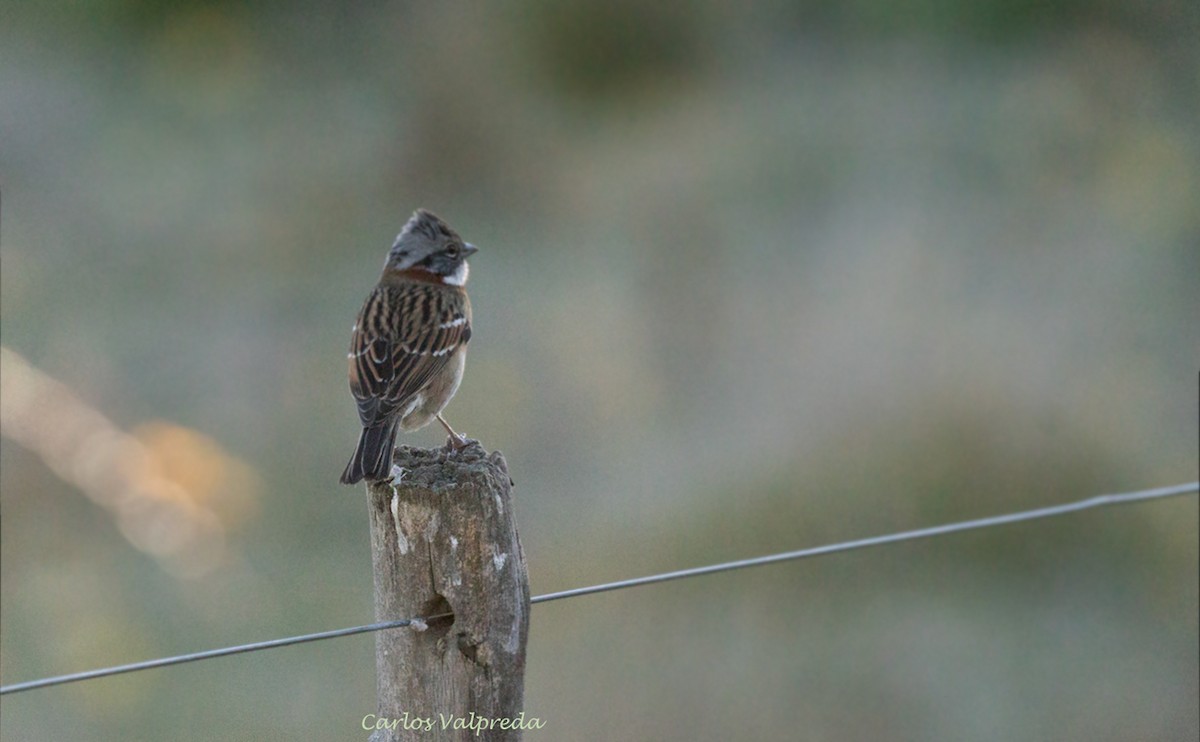 Rufous-collared Sparrow - ML621171419