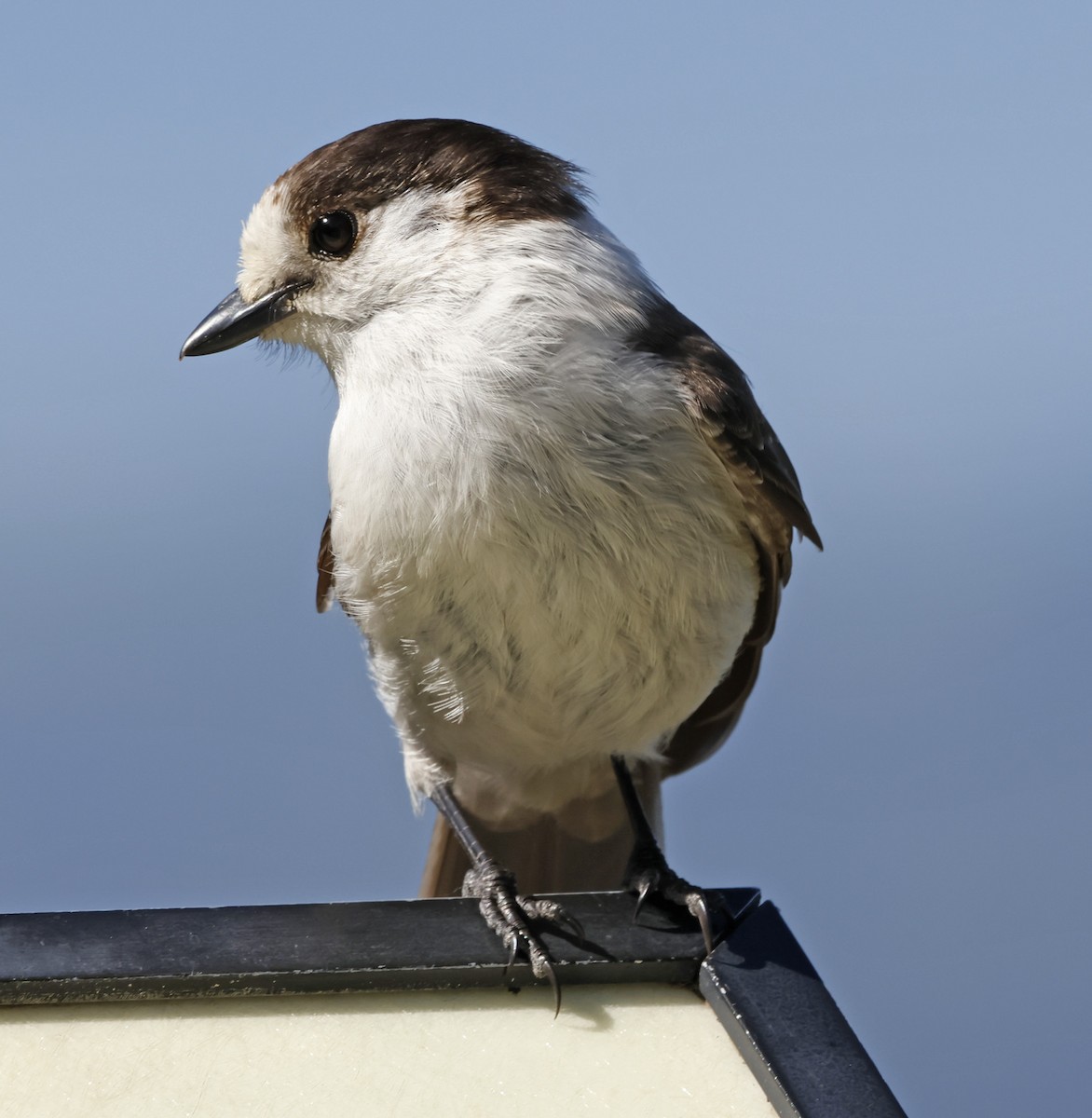 Arrendajo Canadiense (obscurus/griseus) - ML621171421