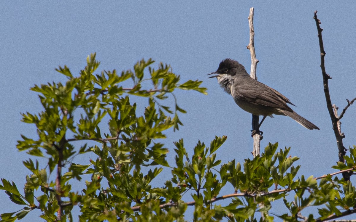 Fauvette orphée - ML621171422