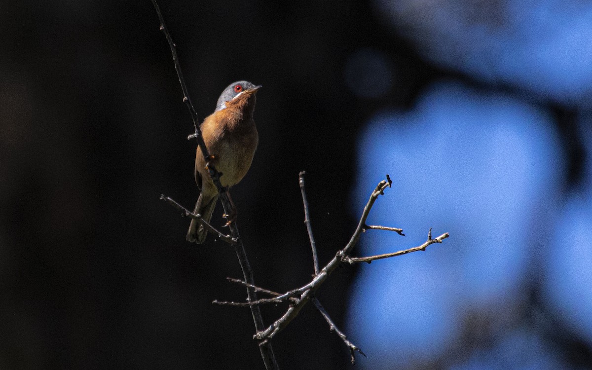 Western Subalpine Warbler - ML621171424