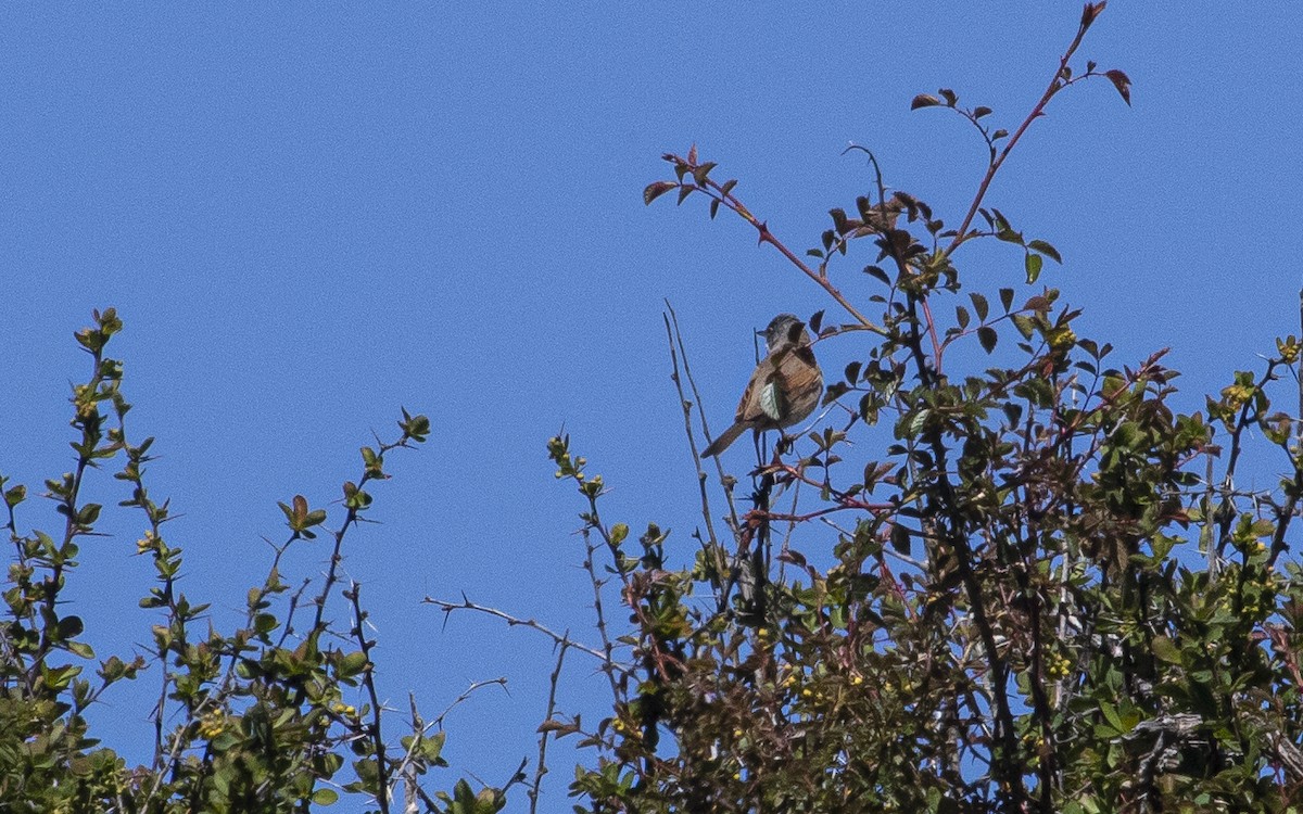 Spectacled Warbler - ML621171432