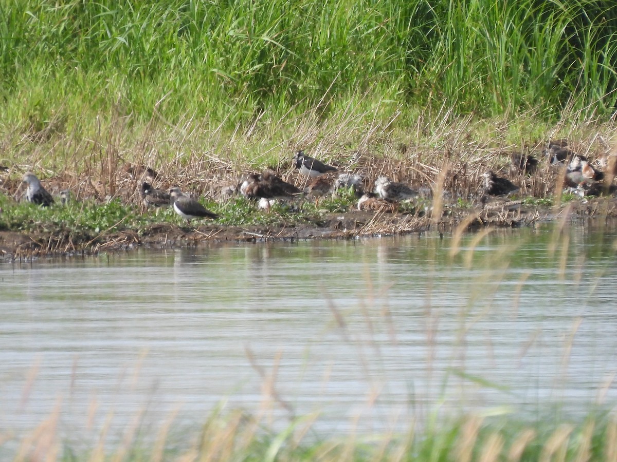 Kampfläufer - ML621171439