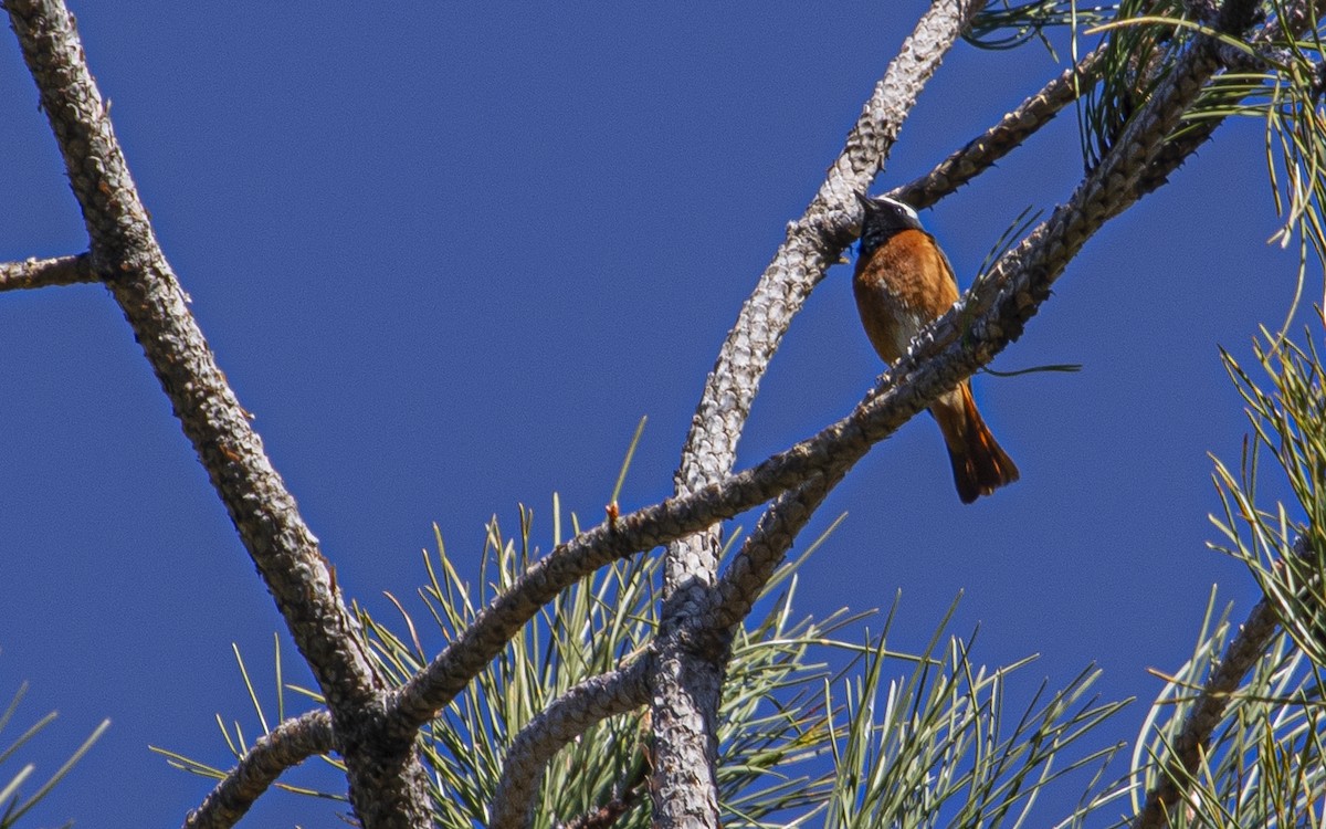 Common Redstart - ML621171442