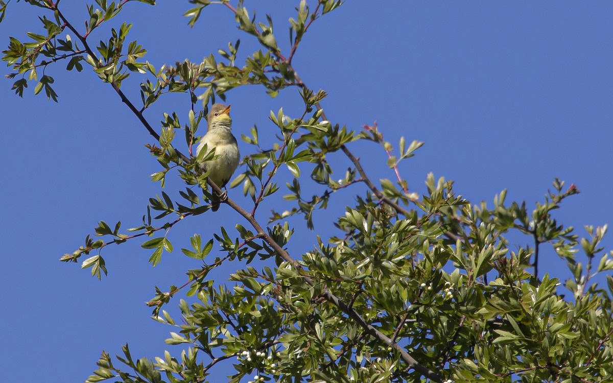 Melodious Warbler - ML621171513