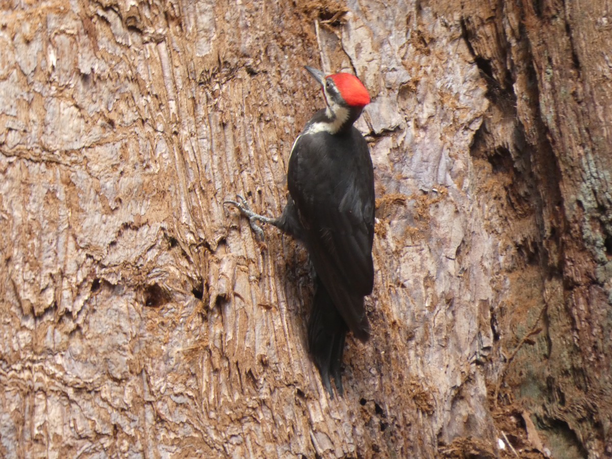 Pileated Woodpecker - ML621171541