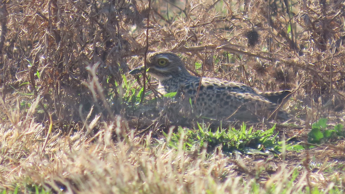 Spotted Thick-knee - ML621171563