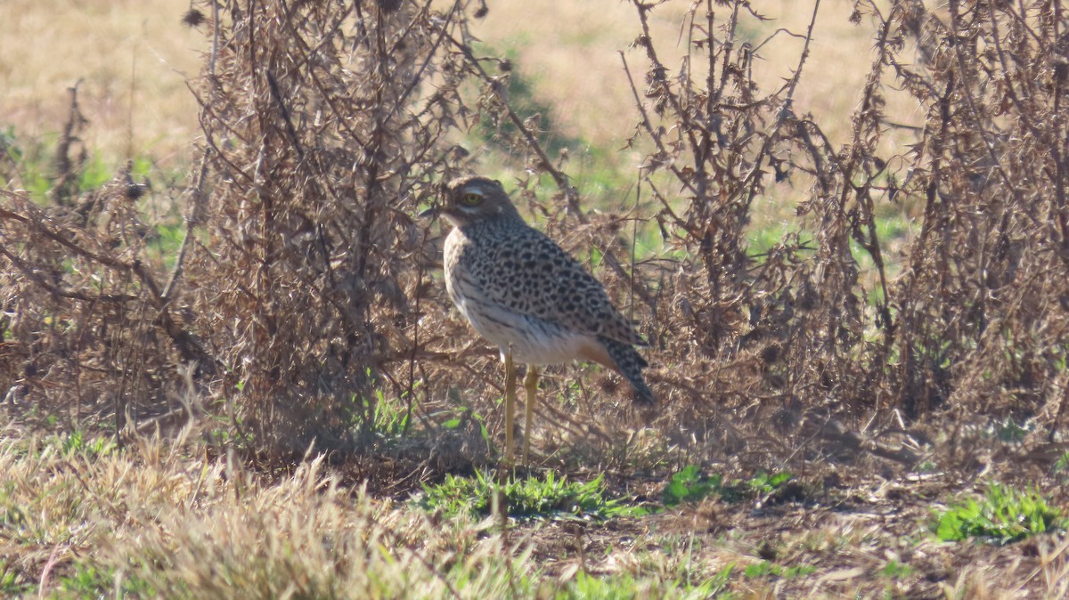 Spotted Thick-knee - ML621171565