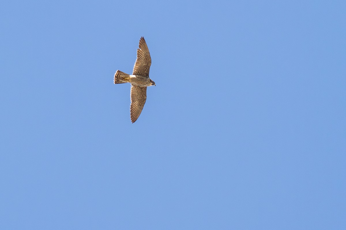 Peregrine Falcon (African) - ML621171584