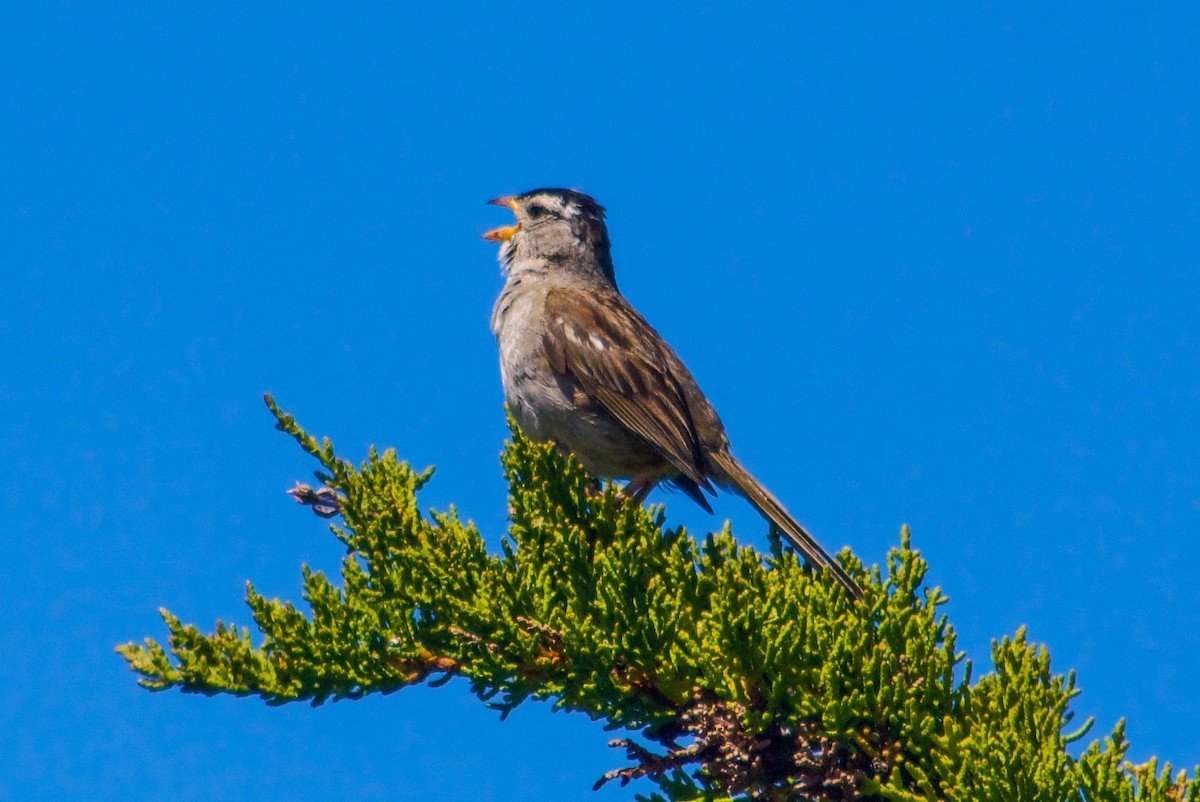 White-crowned Sparrow - ML621171624