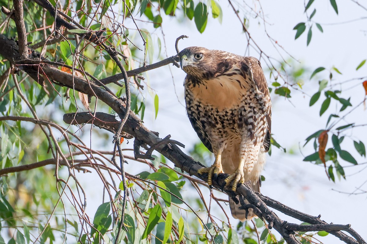 Red-tailed Hawk - ML621171637