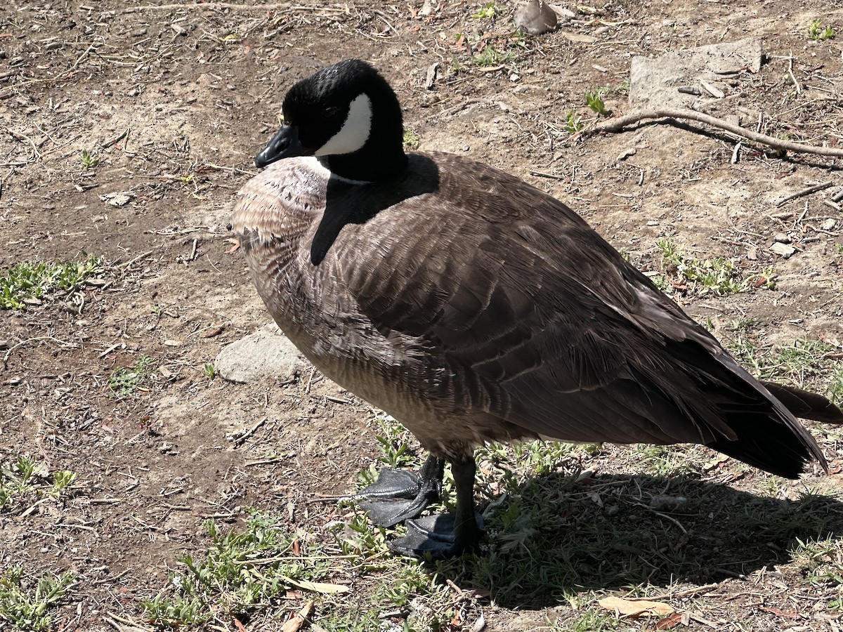 Cackling Goose - ML621171653