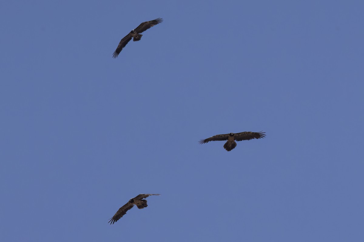 Bearded Vulture - ML621171682