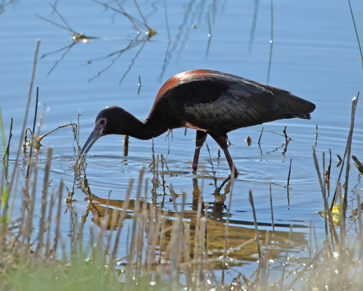ibis americký - ML621171684