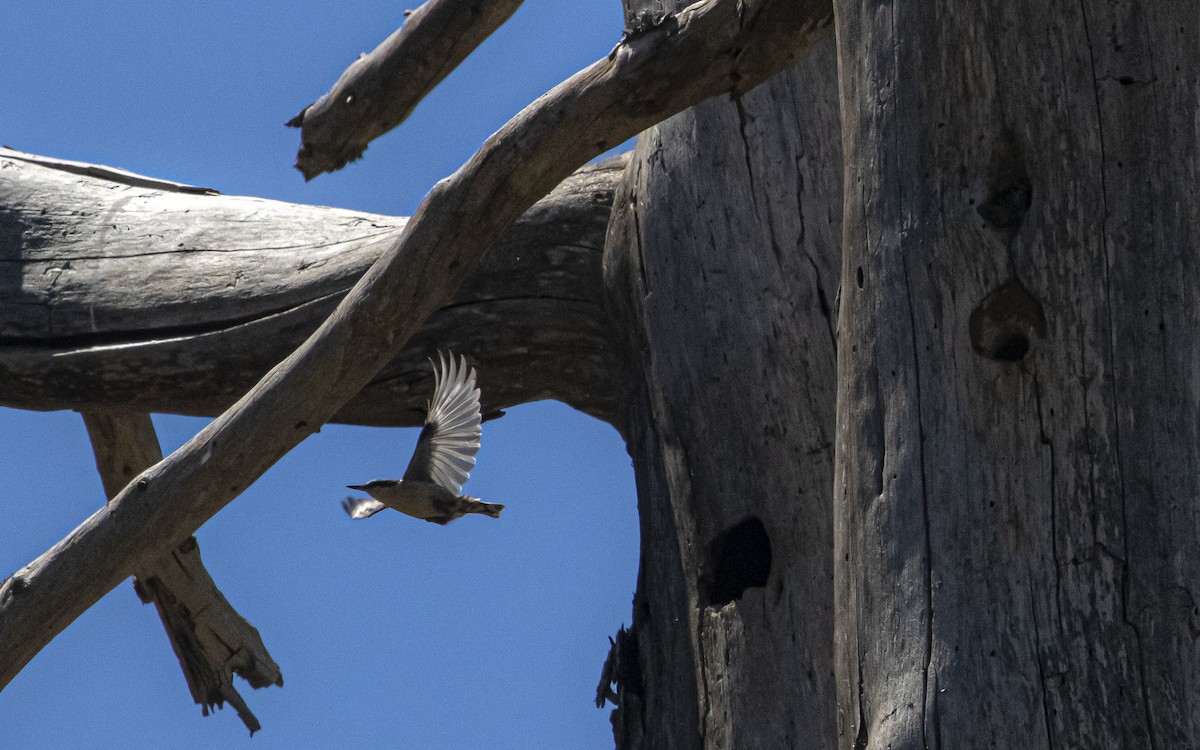 Eurasian Nuthatch - ML621171685