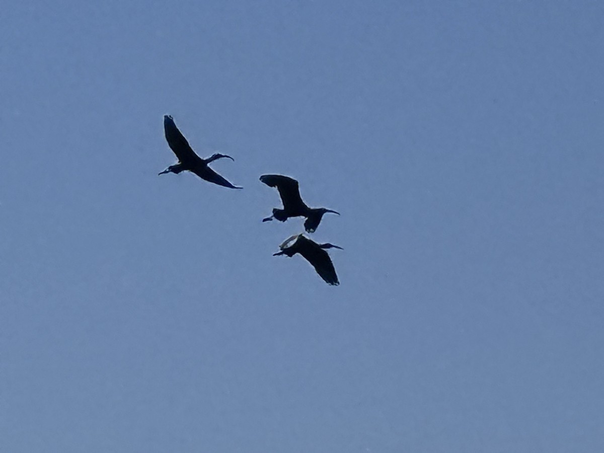 ibis americký - ML621171692