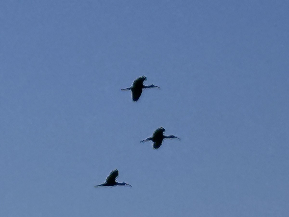 ibis americký - ML621171693