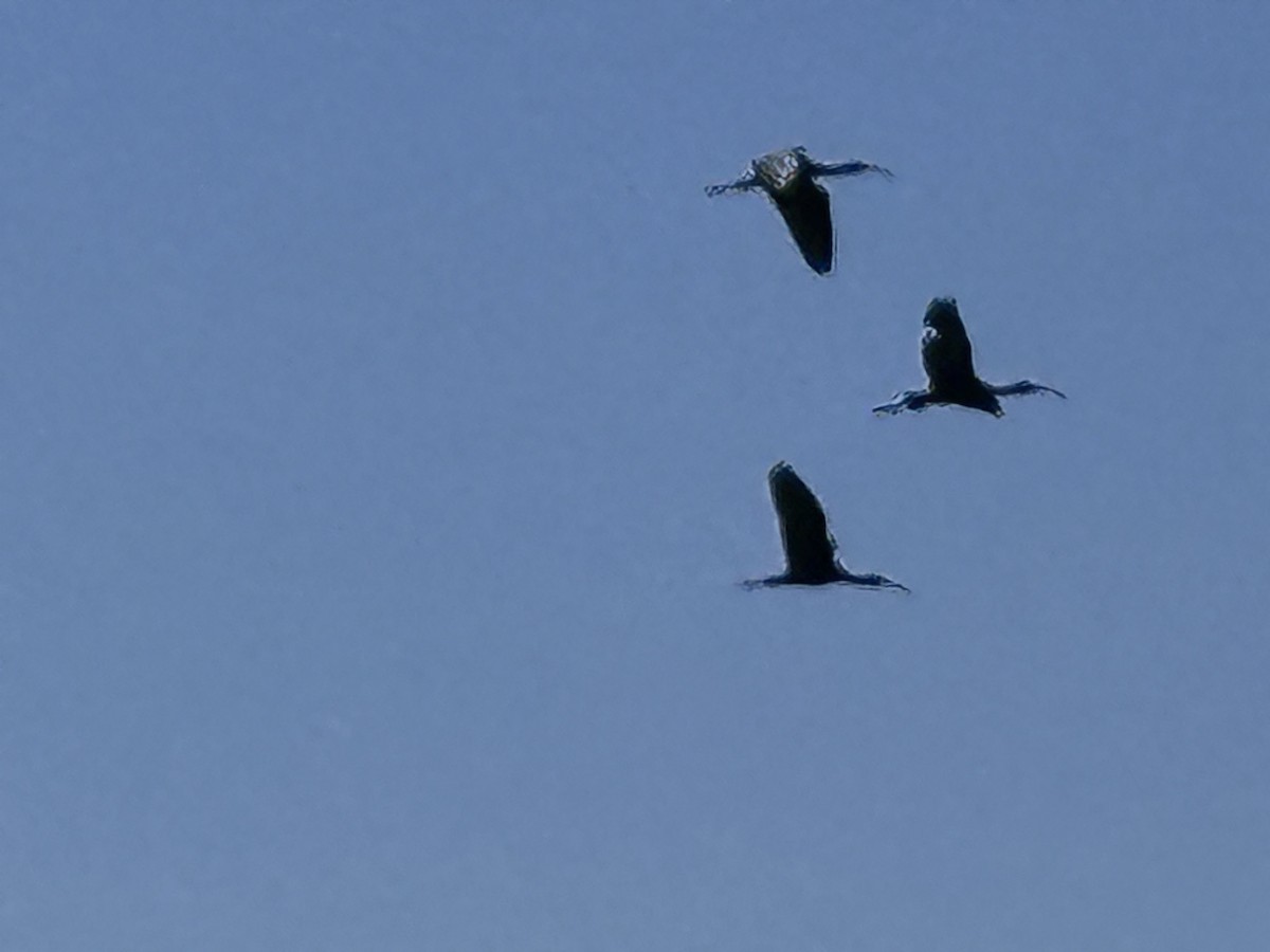 ibis americký - ML621171694