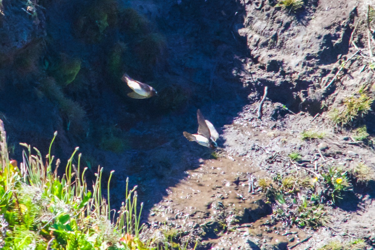 Cliff Swallow - ML621171725