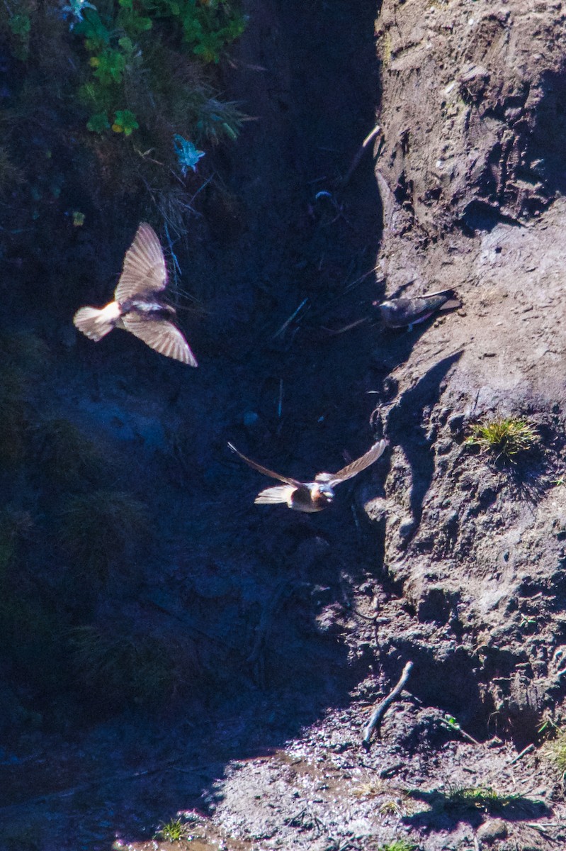 Cliff Swallow - ML621171726