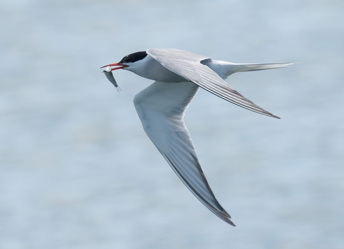 Common Tern - ML621171789