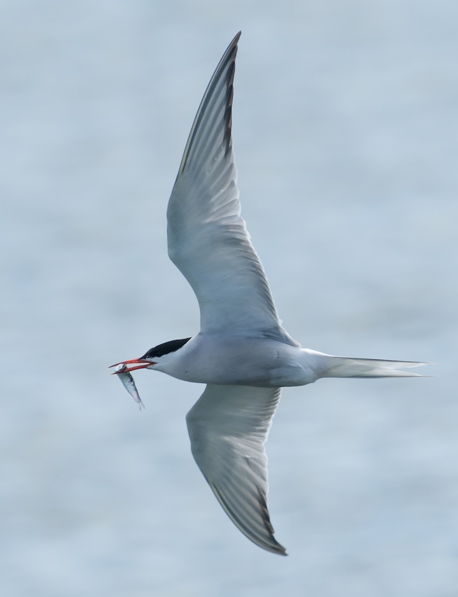 Common Tern - ML621171790