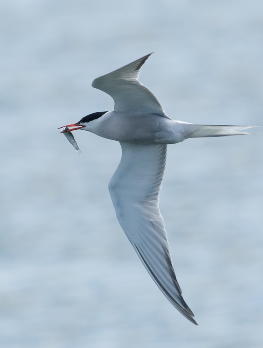 Common Tern - ML621171792