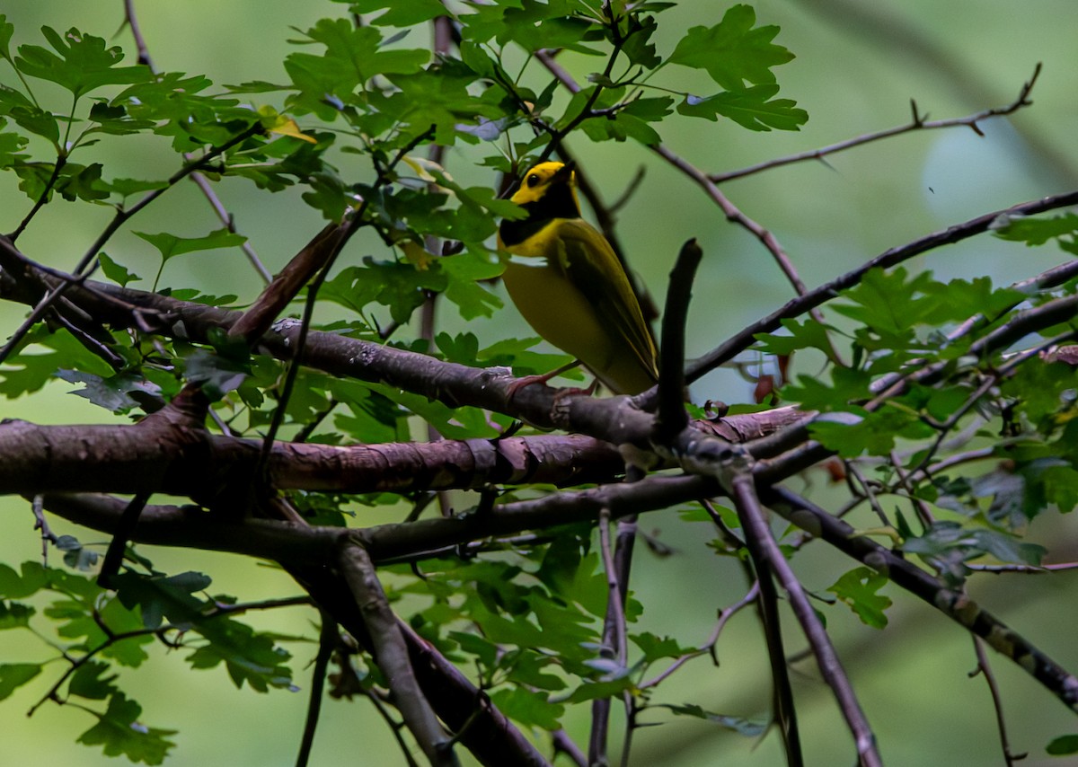 Hooded Warbler - ML621171835