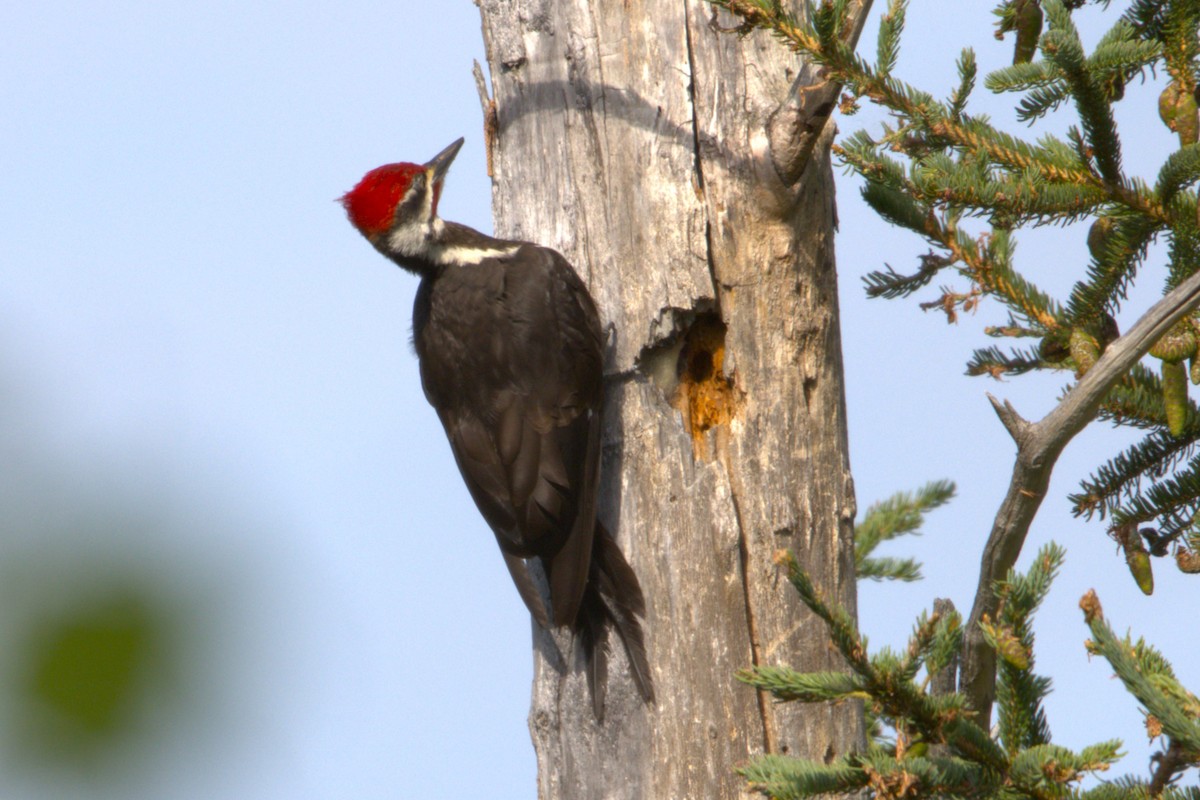 Pileated Woodpecker - ML621171838
