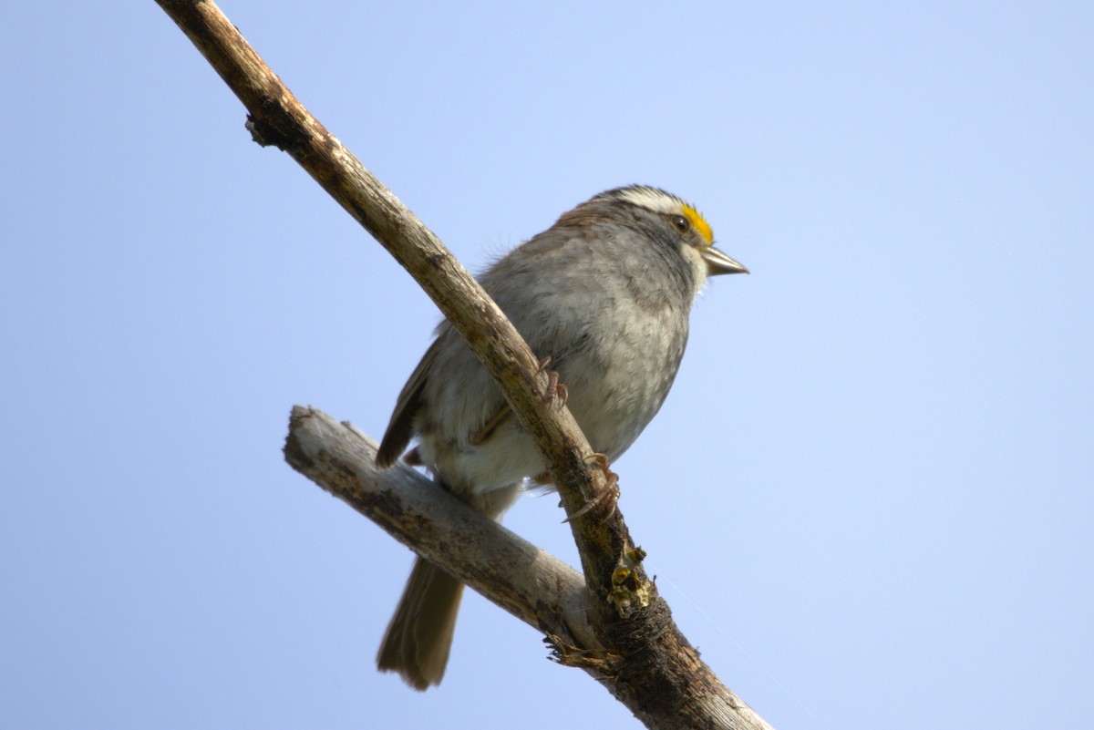White-throated Sparrow - ML621171847