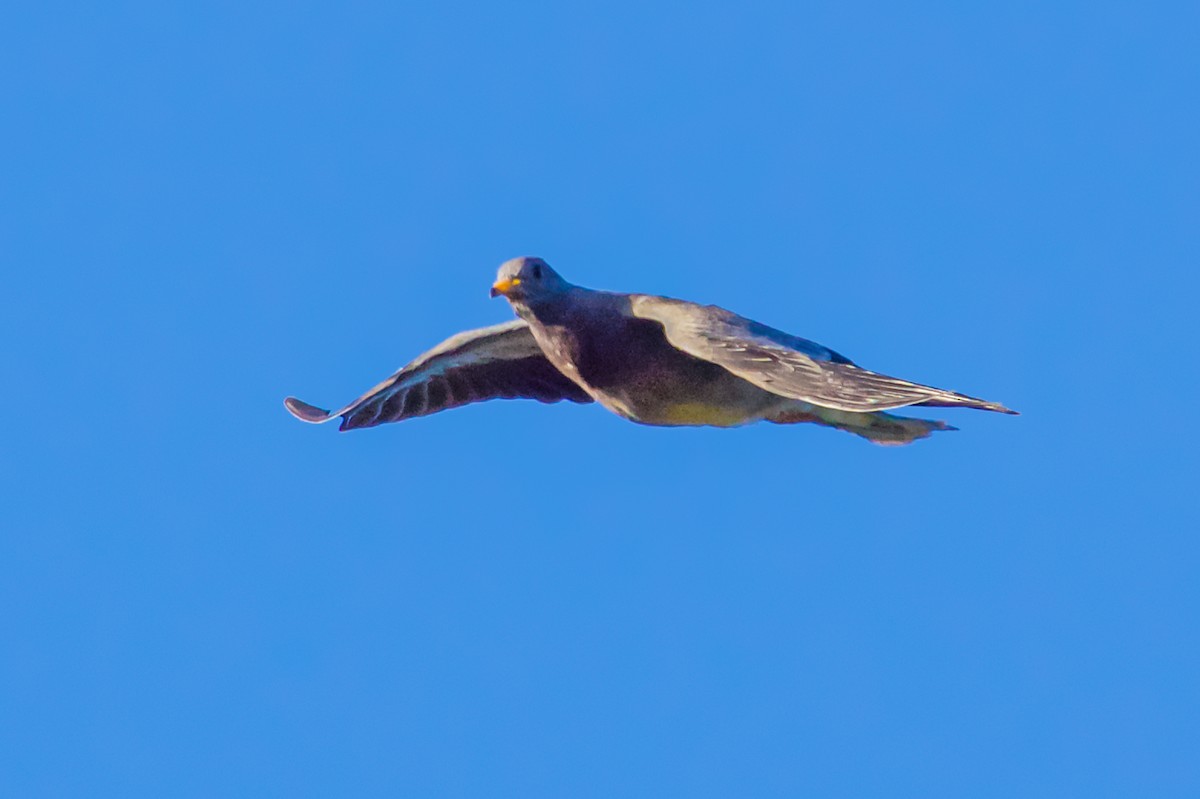 Band-tailed Pigeon - ML621171850