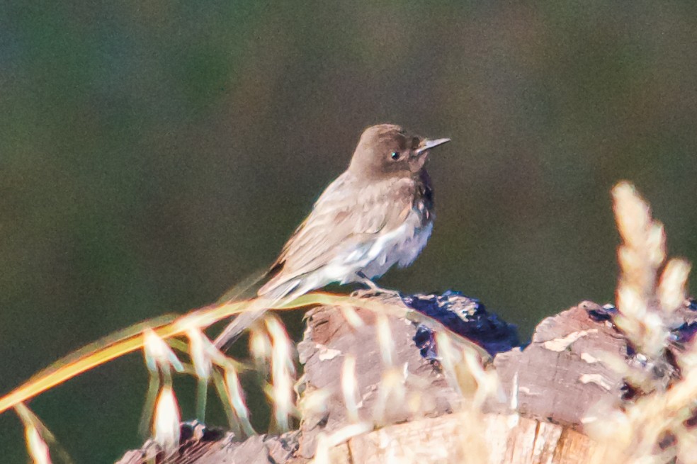 Black Phoebe - ML621171892