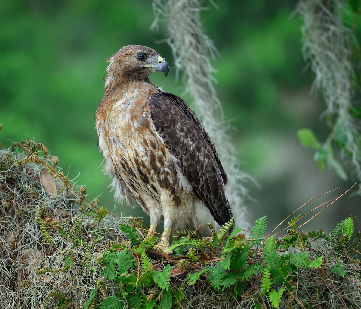 Red-tailed Hawk - ML621171899