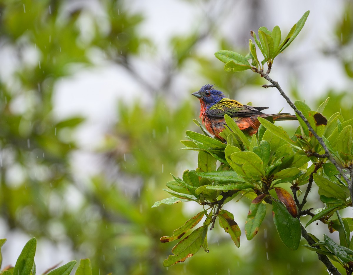 Painted Bunting - ML621171908