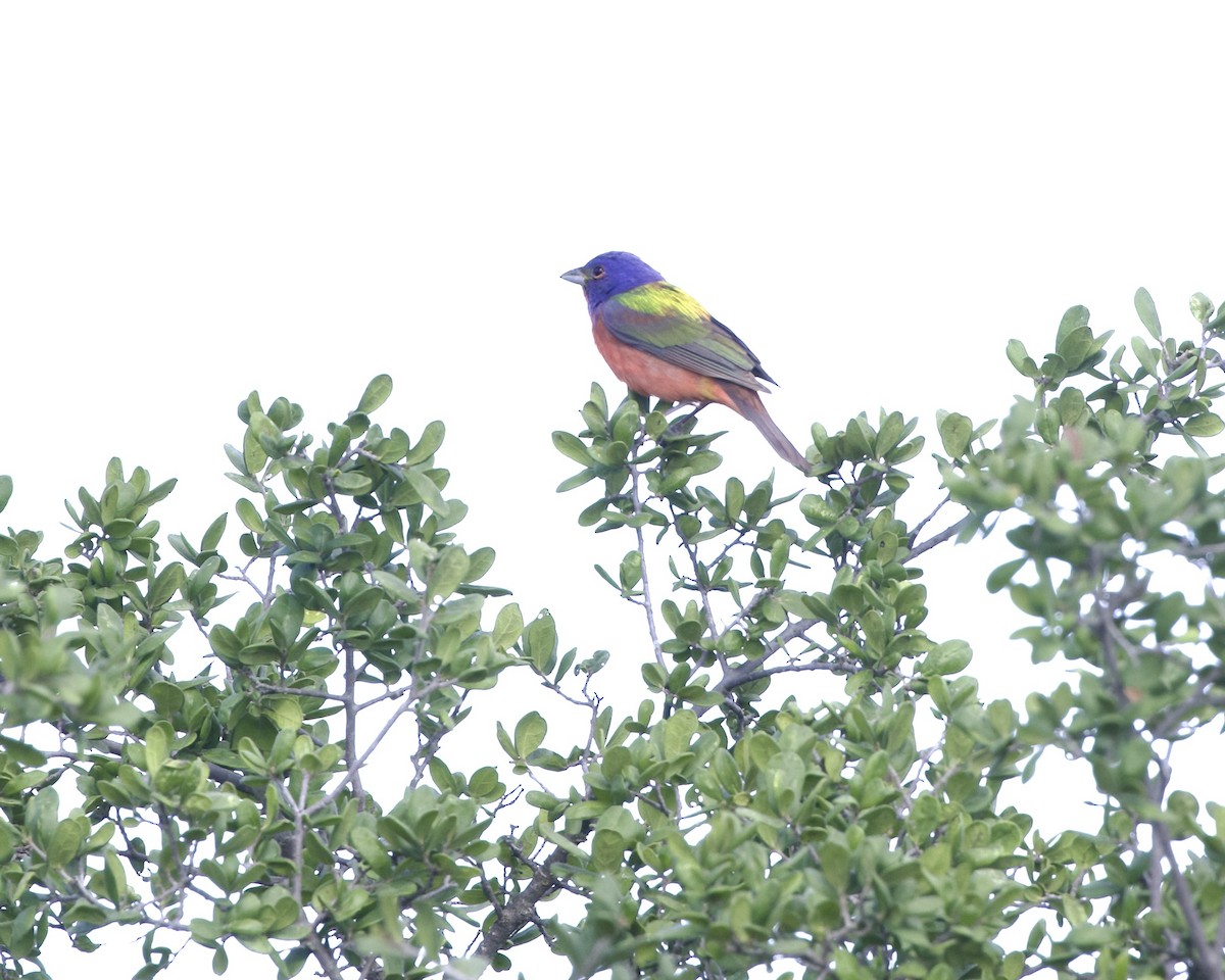 Painted Bunting - ML621171915