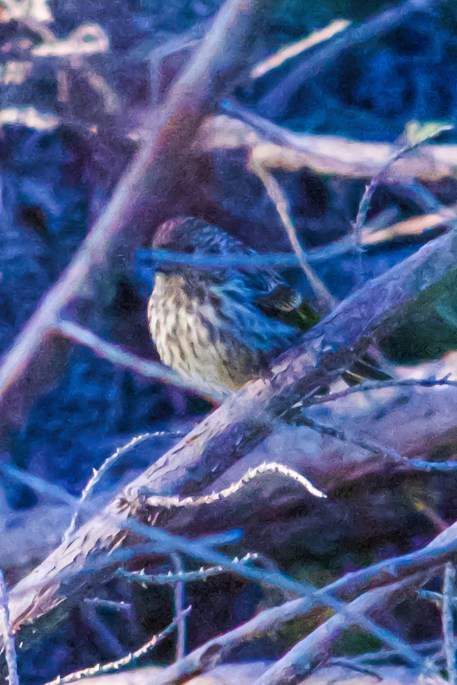 Pine Siskin - ML621171922