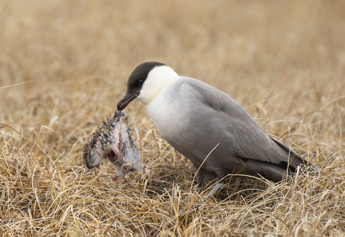 Long-tailed Jaeger - Volkov Sergey