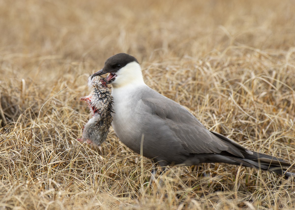 Long-tailed Jaeger - ML621171967