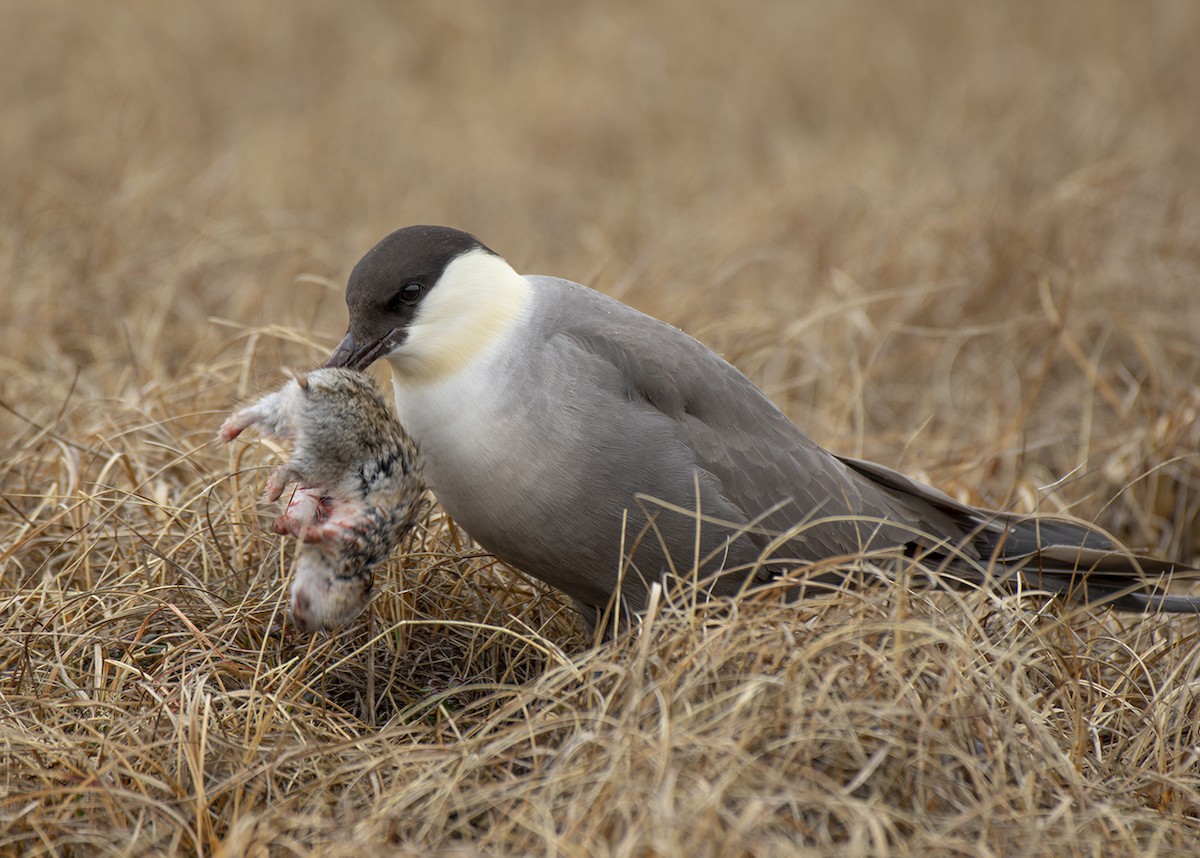 Long-tailed Jaeger - ML621171968