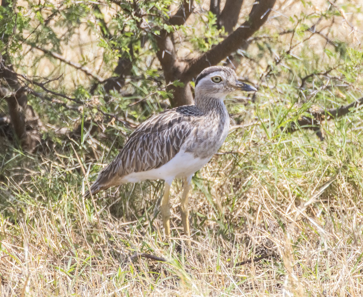 Double-striped Thick-knee - ML621171978