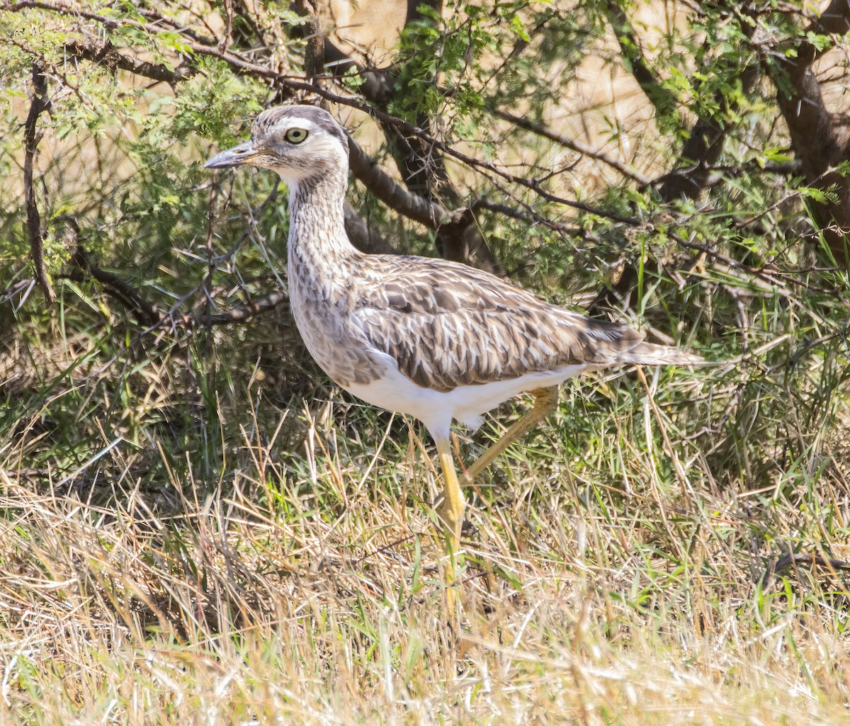 Double-striped Thick-knee - ML621171979