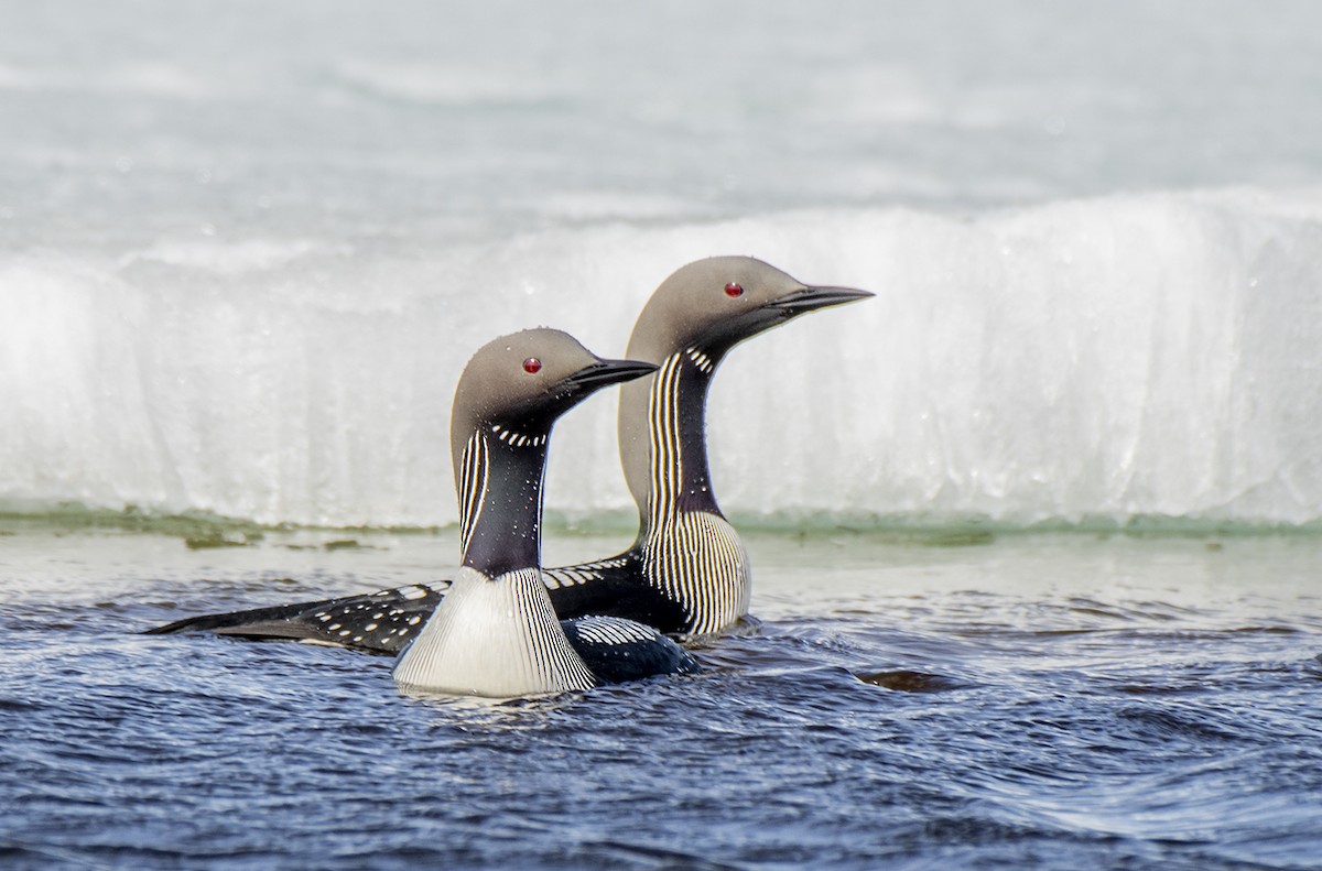 Plongeon arctique - ML621171981