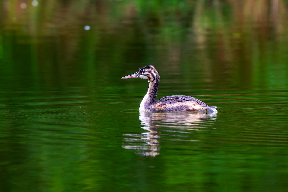 Great Crested Grebe - ML621171987