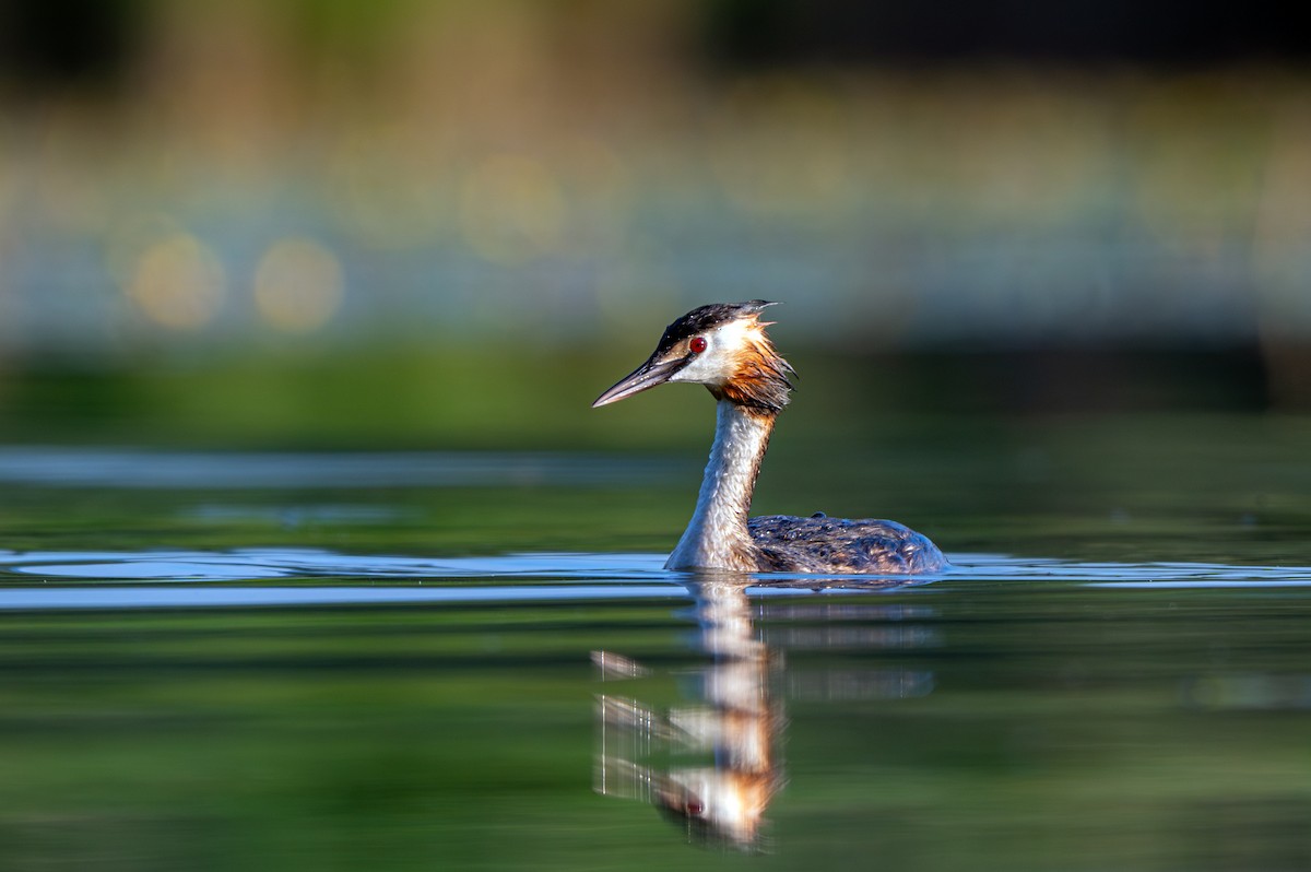 Great Crested Grebe - ML621171989